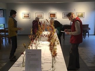 Een jury aan het werk in de Miss Hamamelisverkiezing 2019 in Arboretum Kalmthout,. Enkele juryleden ruiken aan bloeiende takjes toverhazelaars die in kleine vaasjes op een lange tafel uitgestald staan.