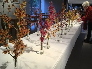 Een dame schikt de kleine vaasjes met bloeiende takjes van toverhazelaar die op een lange tafel uitgestald staan voor de Miss Hamamelis verkiezing 2019.