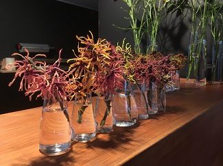 Enkele kortgeknipte bloeiende takjes toverhazelaar in vaasjes sieren de onthaalbalie van Arboretum Kalmthout tijdens de Miss Hamamelisverkiezing 2019.