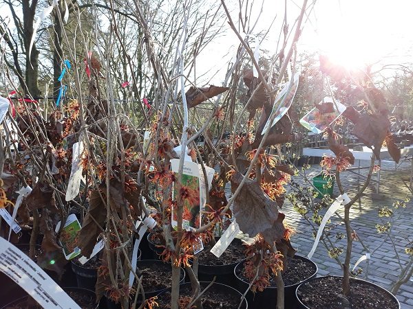 Een aantal Hamamelis in pot staan op verhoogde tafels in de plantenverkoop van Arboretum Kalmthout, zonnige dag in de winter.