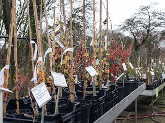 Een aantal jonge Hamamelis planten in pot staan op verhoogde tafels opgesteld in het plantencentrum van Arboretum Kalmthout, waarvan de meeste in bloei met rode, oranje en gele bloempjes op kale takken.
