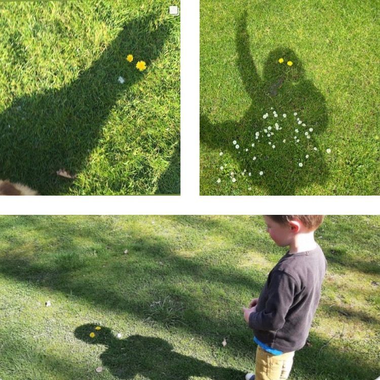 drie schaduwfoto's met paardenbloemen