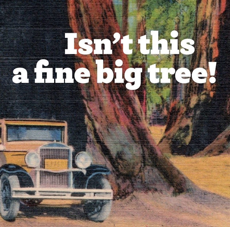 boekcover met tekst Isn't this a fine big tree