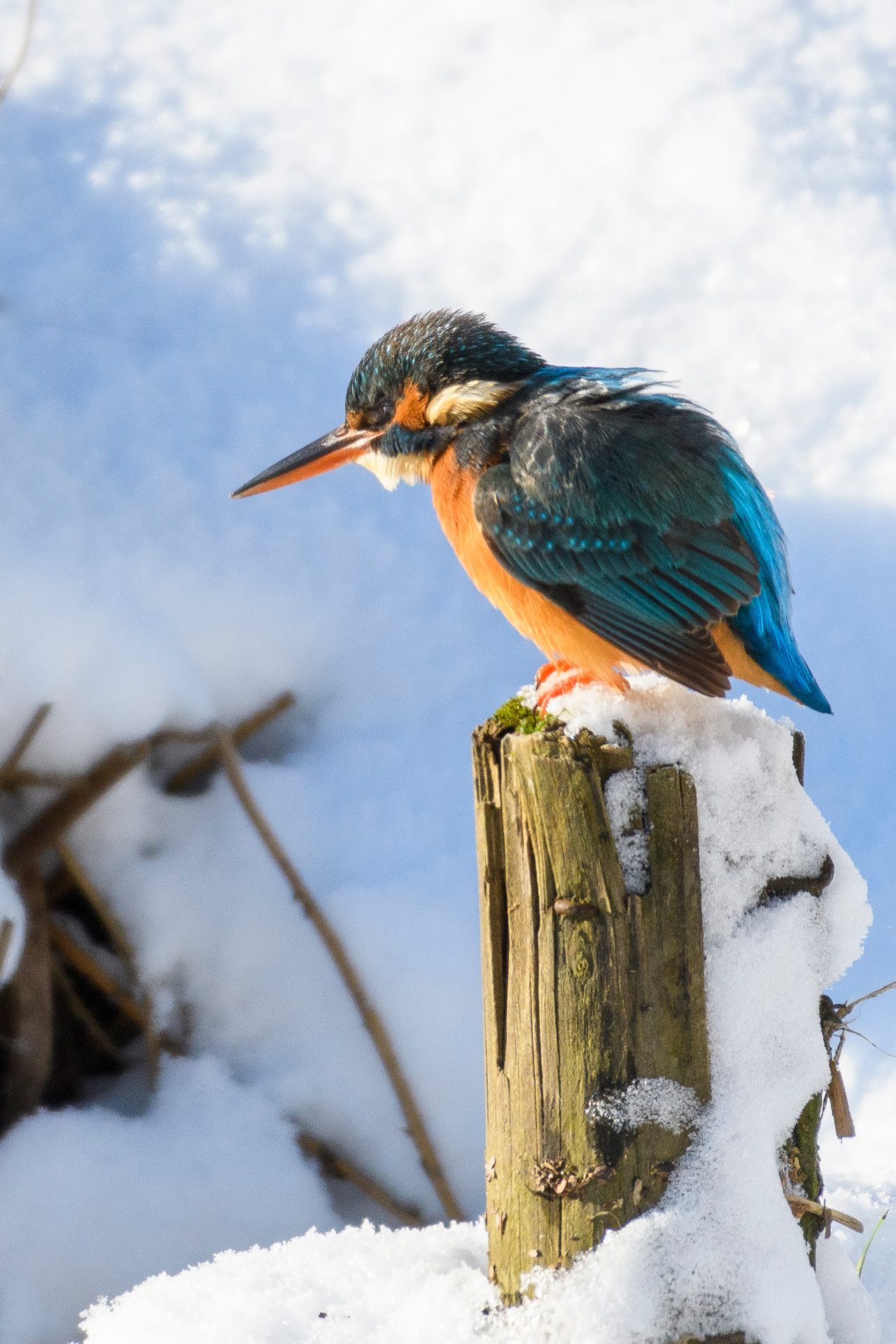 IJsvogel op paal, met sneeuw op de achtergrond, in Arboretum Kalmthout