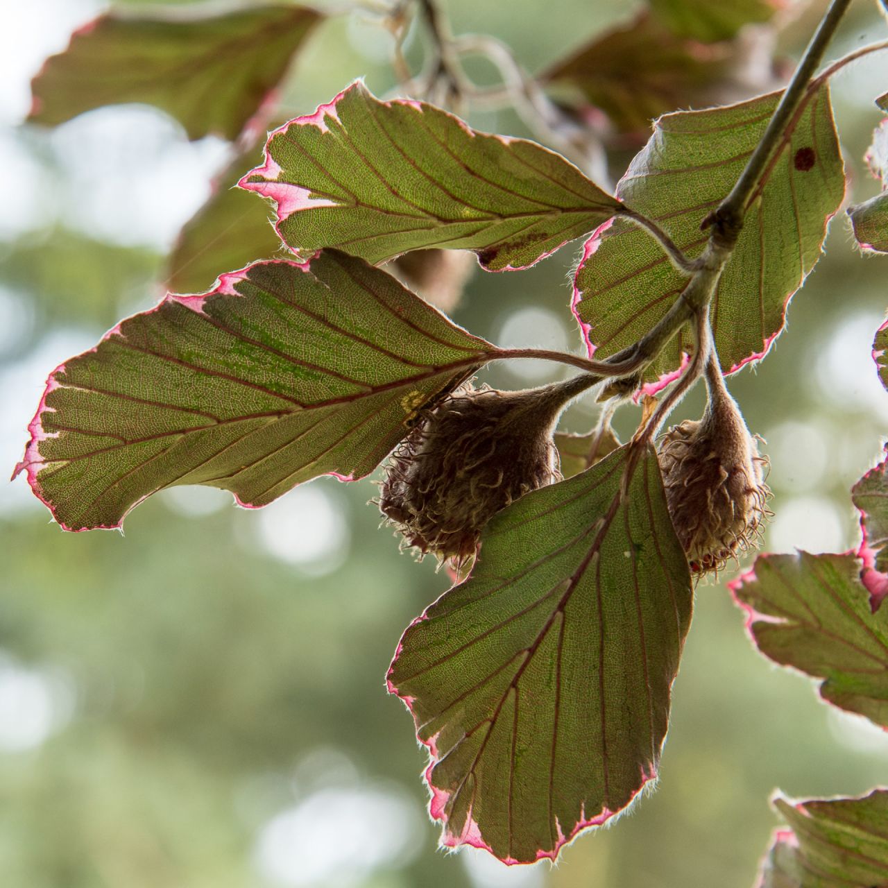 detail van een blad van Fagus sylvatica 'Purpurea Tricolor', een rood blad met een lichtroze randje