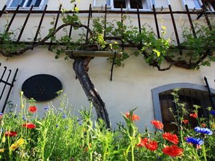 Vooraanzicht van een oude druivelaar tegen de gevel van een historisch gebouw in Maribor, Slovenië. Op de voorgrond bloeien klaprozen en korenbloemen.