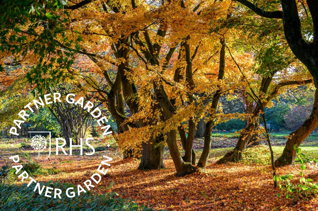 de zon schijnt door een rijt Japanse esdoorns in herfsttinten