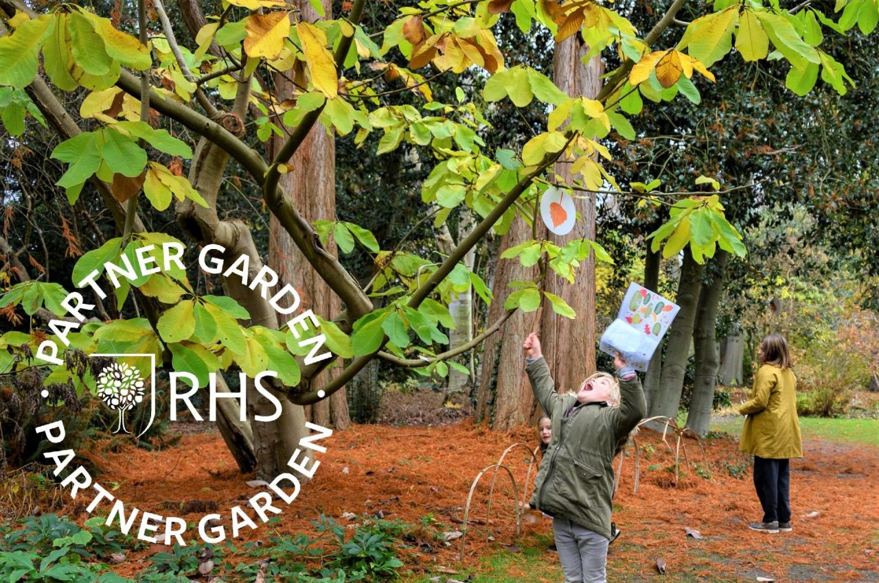 kinderen onder een magnolia in de herfst