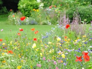 Een kleurrijk zomers bloementapijt in de borders van de Vlindertuin van Arboretum Kalmthout, op de achtergrond zicht op de tussenliggende graspaden.