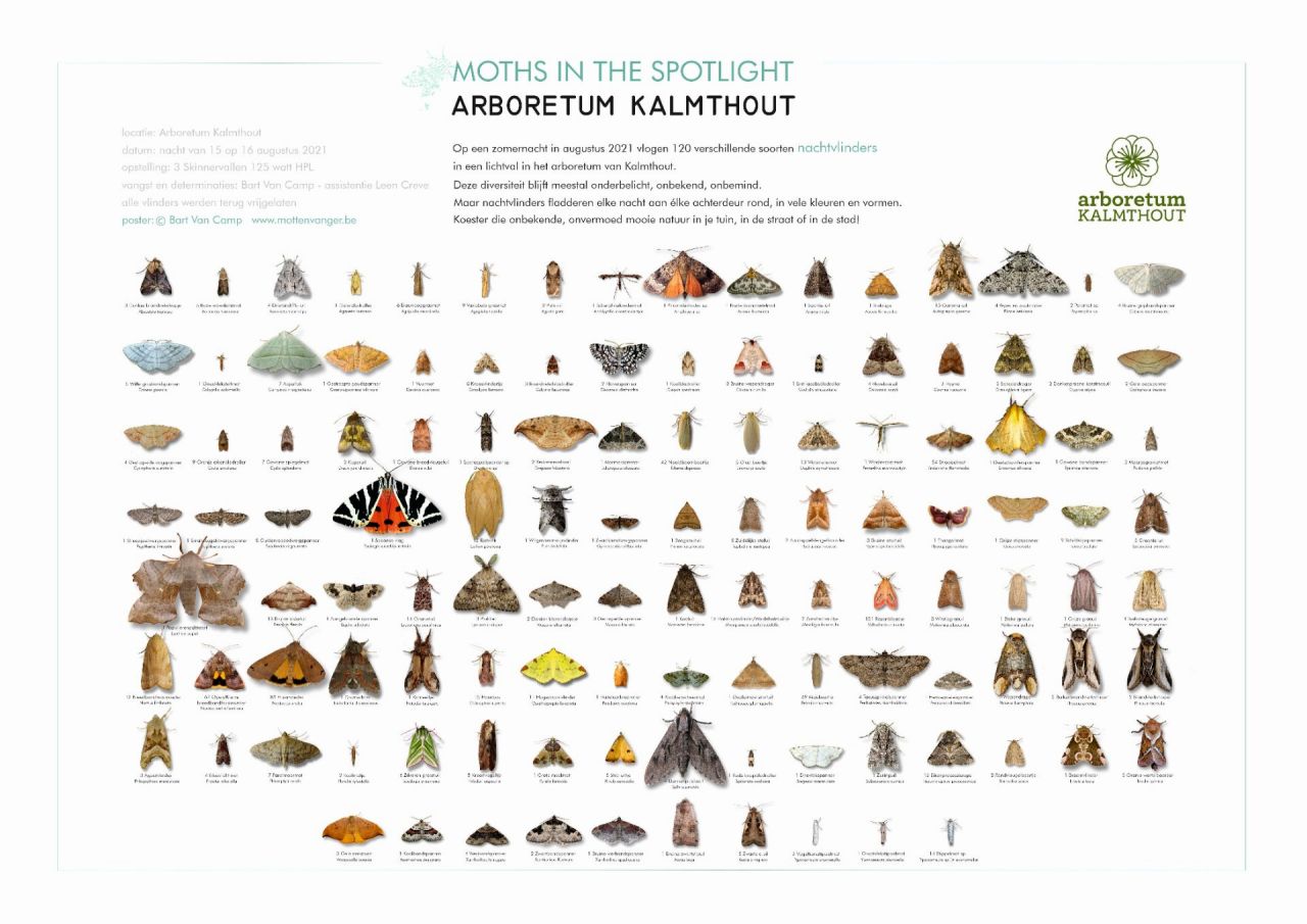 posten met alle gevangen nachtvlinders in Arboretum Kalmthout in augustus 2021