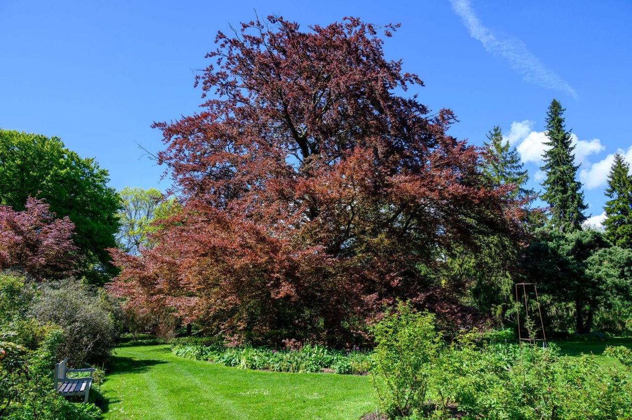 Majustueuze rode beuk in de rozentuin van Arboretum Kalmthout 