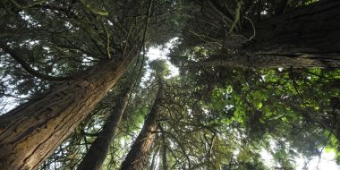 Onderaanzicht van meerdere coniferen in Arboretum Kalmthout. De zon schijnt door het bladerdek.