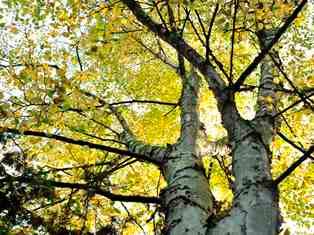 Onderaanzicht van twee witte berkenstammen met gele herstblaadjes, in Arboretum Kalmthout.