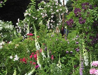 Zicht op de volle borders met bloeiende rozenstruiken in witte, roze en paarse tinten, afgewisseld met bloeiende pluimen vingerhoedskruid, op de achtergrond lopen enkele bezoekers over het gazon in de tuin van Arboretum Kalmthout.