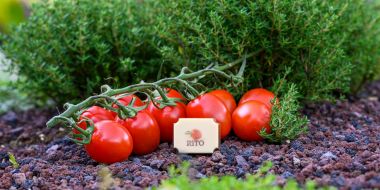 tomatenpraline met trostomaatjes achter en tijm