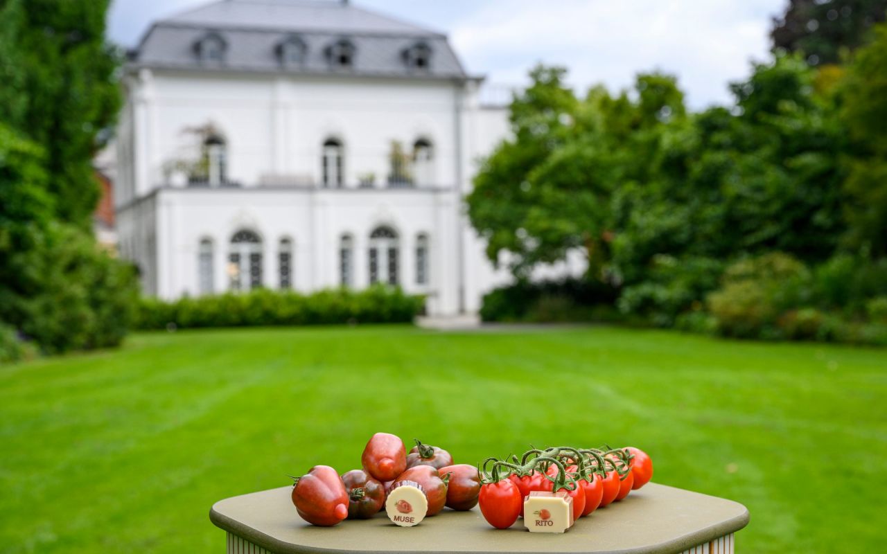 twee soorten tomatenpralines met tomaatjes erchter. Daarachter Vangeertenhof, wit gebouw in Arboretum Kalmthout