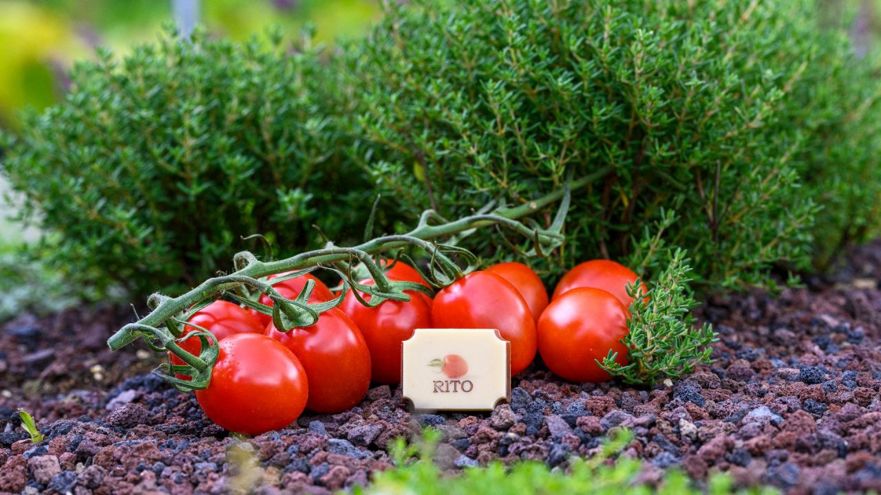 tomatenpraline met trostomaatjes achter en tijm