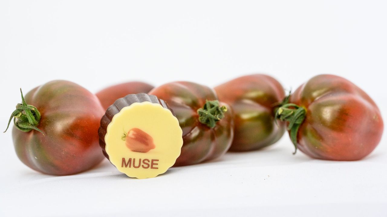 tomatenpraline Muse met dnkere Muse tomaatjes erachter