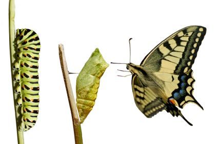rups, pop en vlinder van de koninginnenpage
