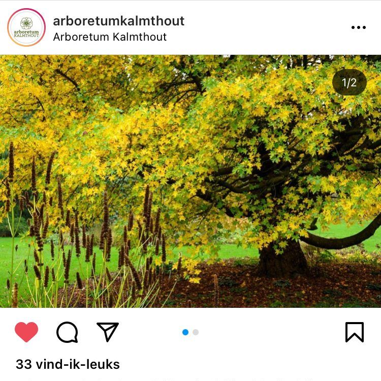 Instagramfoto met gele Oosterse amberboom 
