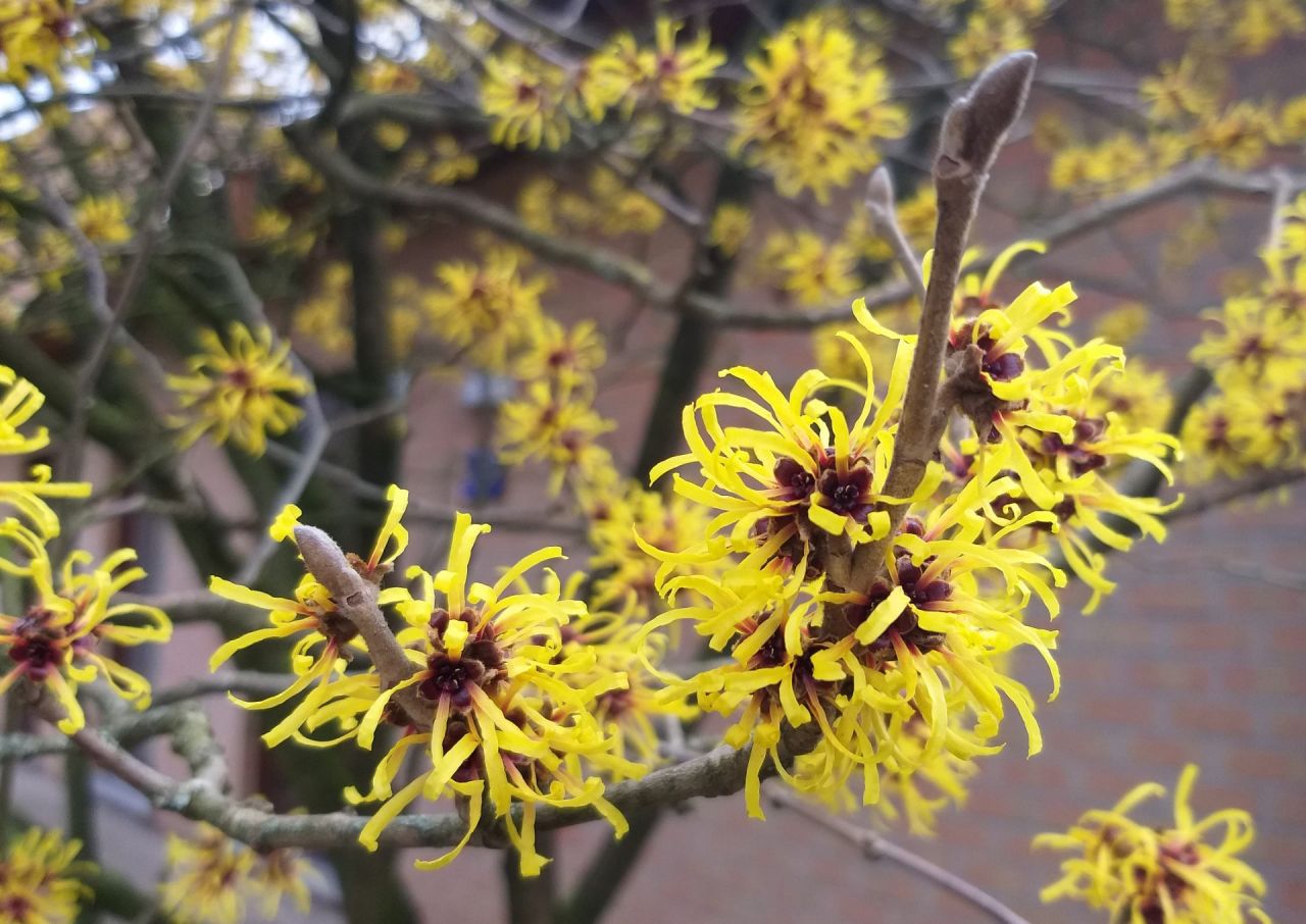 Gele Hamamelis in volle bloei