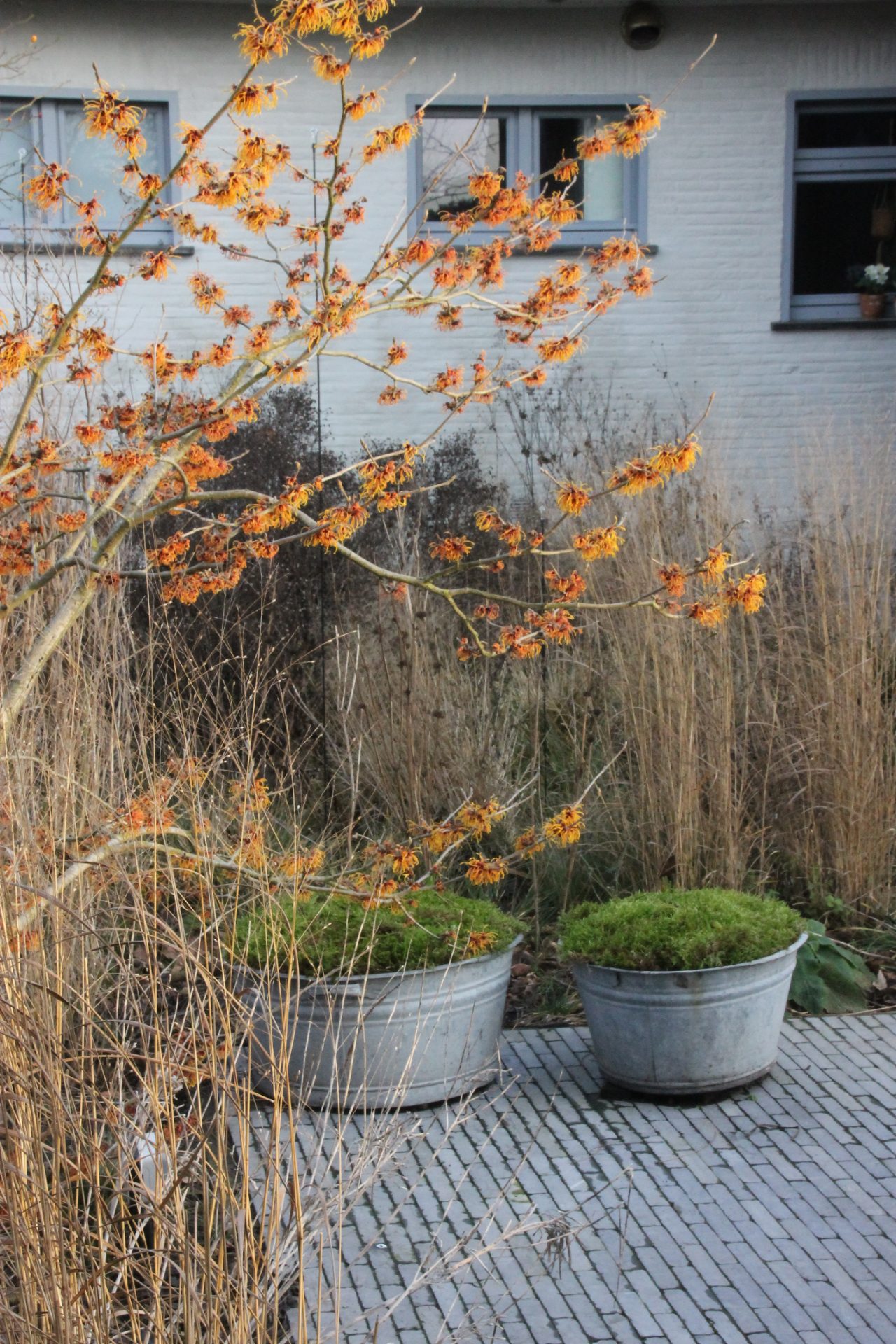 Oranje toverhazelaar op een terras van grijze tegels 