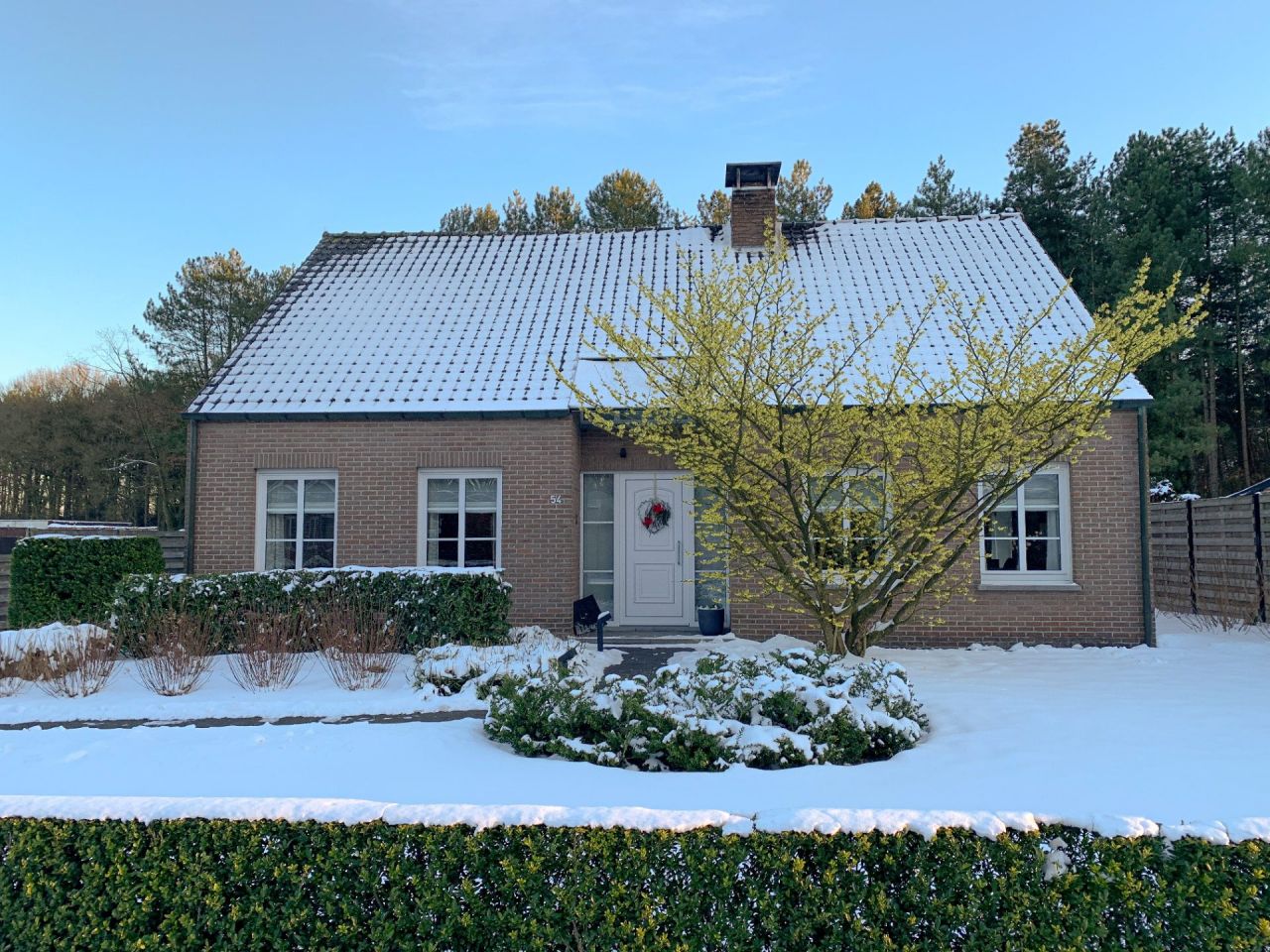 Gele toverhazelaar voor een villa