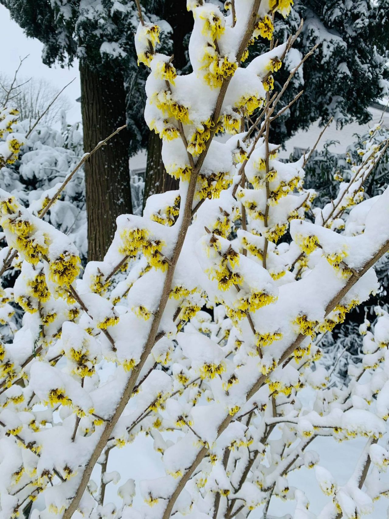 Gele Hamamelis in de sneeuw