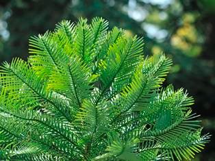 Palm-achtige olijfgroene takken van de Wollemia nobilis, aparte brede naalden die een beetje afhangen, pre-historische plant in Arboretum Kalmthout.
