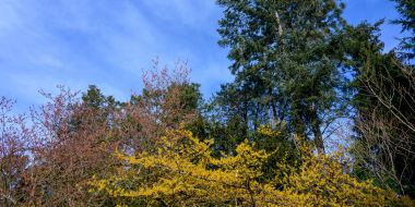 Blauwe lucht en coniferen en Hamamelis Arboretum Kalmthout