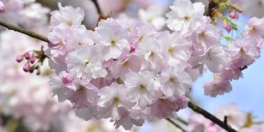 Close-up van een bloeiende Prunus tak of kerselaar, zachtroze bloesems op een zonnige lentedag in Arboretum Kalmthout.