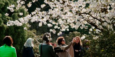 Zes dames bezoeken Arboretum Kalmthout op een stralende lentedag. Ze bewonderen een boom met lichtroze bloesems. Eén van de dames neem een foto van dichtbij.