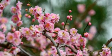 Opening hours & admission prices